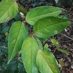 Deutzia scabra Leaf