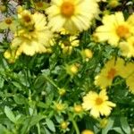 Coreopsis lanceolataFlower