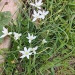 Ornithogalum divergensBlad