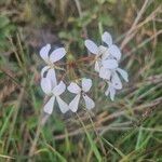 Pelargonium multibracteatumफूल