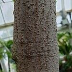 Swietenia mahagoni Кара