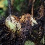 Dryopteris pentheri Sonstige