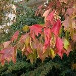 Acer buergerianum Blad