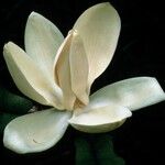 Magnolia fraseri Цвят