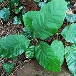 Fagus grandifolia Leaf