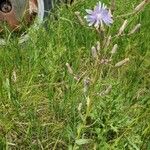 Lactuca graminifolia Квітка