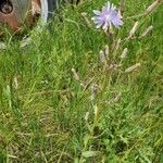 Lactuca graminifolia Blomma