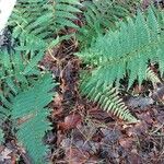 Polystichum braunii Foglia