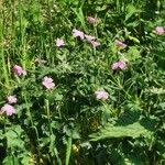 Geranium endressiiLapas