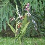 Phaius tankervilleae Habit