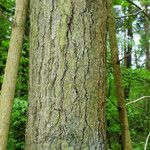 Acer pictum 樹皮