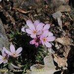 Androsace halleri Flower