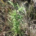 Castilleja tenuiflora Hàbitat