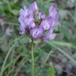 Astragalus danicus Flower