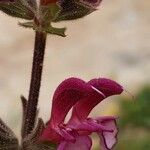 Salvia hierosolymitana Flor