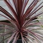 Cordyline australisFolha