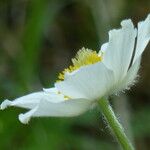 Pulsatilla alpina Flor