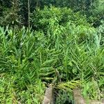 Hedychium coronariumLeaf