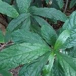 Clerodendrum laevifolium Lapas