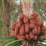 Pinus canariensis Flower