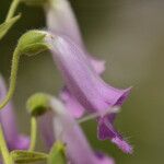 Digitalis thapsi 花