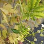 Cyclanthera pedata Fruchs