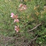 Ononis fruticosa Floare