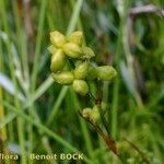 Scheuchzeria palustris फल