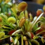 Dionaea muscipula পাতা