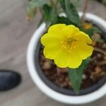 Oenothera parviflora Flor