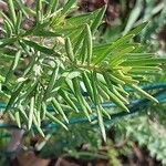 Grevillea juniperina ഇല