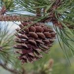 Pinus rigida Fruit