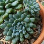 Sedum pachyphyllum 叶