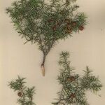Juniperus navicularis Other
