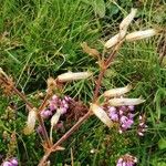 Cerastium glomeratum Frukt