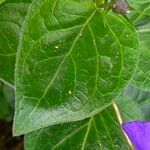 Vinca herbacea Folha