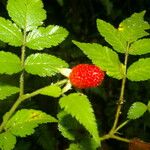 Rubus rosifolius Fruit