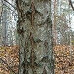 Betula pubescens Casca