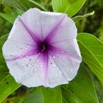 Ipomoea carneaKvět