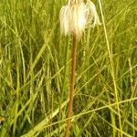 Scorzonera parviflora Blüte