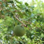 Strychnos spinosa Frucht