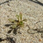 Claytonia rubra Habitus