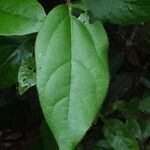 Viburnum odoratissimum Leaf