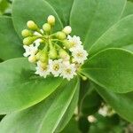 Jacquinia armillaris Floare
