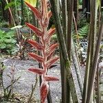 Heliconia vellerigera Flor