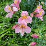 Alstroemeria aurea Кветка