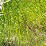 Calamagrostis canescens Συνήθη χαρακτηριστικά