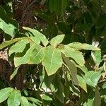Quercus variabilis Hoja