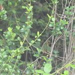 Secamone alpini Leaf