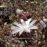 Lewisia rediviva Habitatea